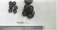 Click for 3 image(s) for this accession. FRUIT
